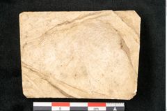 Foto (Detailansicht) von Alnus micana L. (NHMW-GEO-2024-0188-11602)